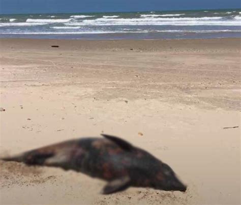 PORTAL DO RURIK TURISTAS ENCONTRAM GOLFINHO MORTO NA PRAIA DA PEDRA