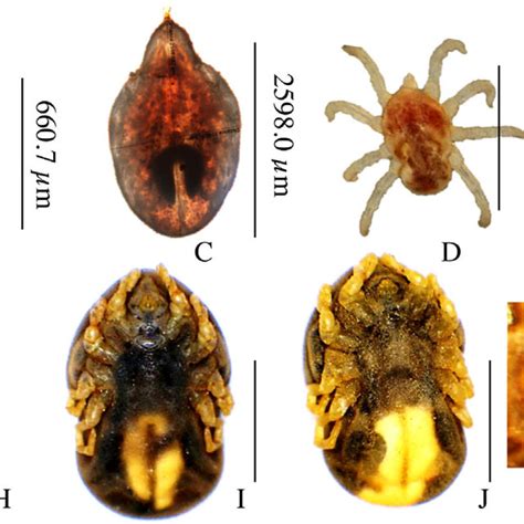 Different Life History Stages Of Otobius Megnini A Eggs Larvae B