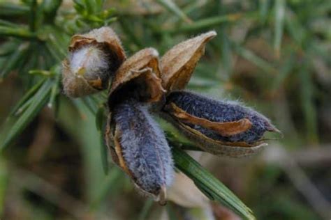 Gorse Invasive Species Council Of British Columbia