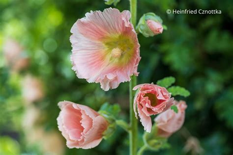 Stockrosen Alcea Rosea Pflanzen Und Kombinieren Einfach Garten