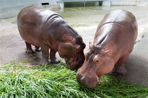 9 Things Hippos Like To Eat Most Diet Care And Feeding Tips