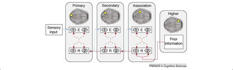 Predictive Coding In Visual Perception Predictive Coding [40 41 43] Download Scientific