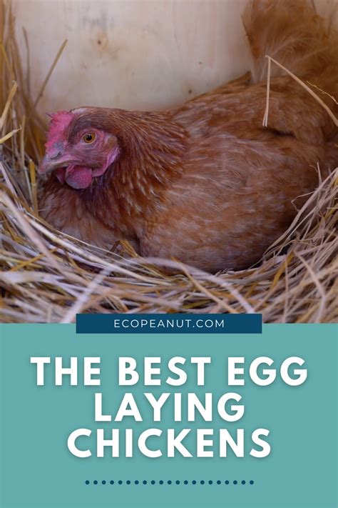 Top 5 Breeds Of Chickens That Lay Large Eggs The Best Egg Laying