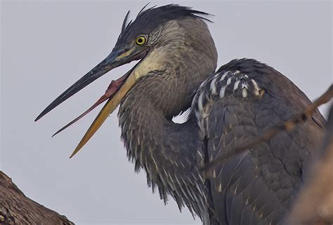 Great Blue Heron Sticking Out Its Tongue Have Never Seen Flickr