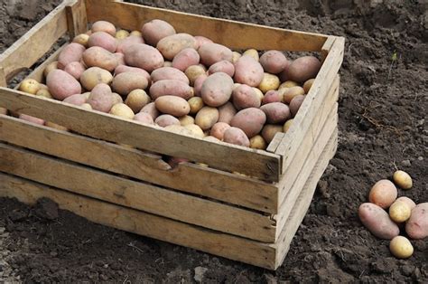 La Cosecha De Papas En Un Campo Agr Cola Foto Premium