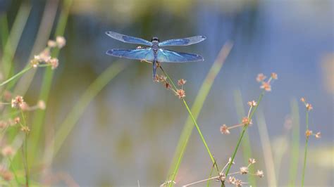 Dragonfly Wallpapers Wallpaper Cave