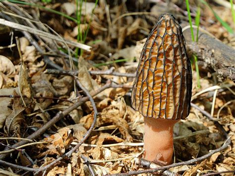 How To Grow Morel Mushrooms In A Greenhouse Greenhouse Emporium