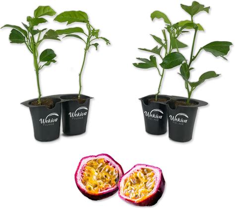 Purple Possum Passion Fruit Plant 4 Live Starter Plants