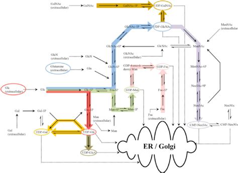 Nucleotide Sugar Metabolic Network Download Scientific Diagram