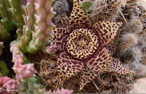 Stapelia La Pianta A Forma Di Stella Marina Che Ha Conquistato Tutti