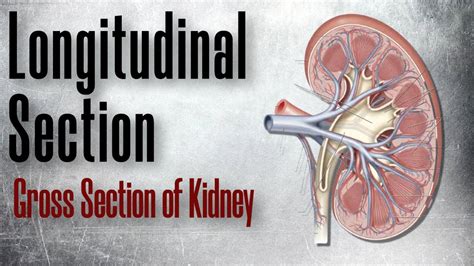 Gross Section Of Kidney Longitudinal Section Youtube