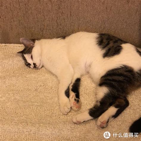 为什么有的猫“离家出走”后，就再也不回来了？原因让人心酸猫咪什么值得买