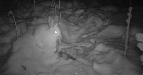 Meat Eating Snowshoe Hares Observed Dining On Lynx In The Canadian Yukon