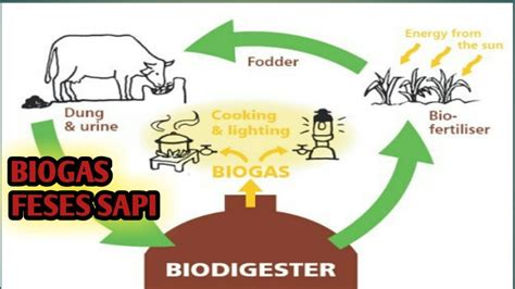 Cara Buat Biogas Dari Kotoran Sapi Tahap Youtube