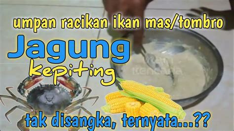 Tutorial Membuat Umpan Ikan Mas Tombro Kithin Kepiting Jagung