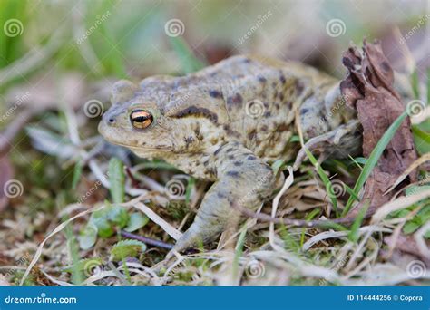 Bufo Comum De Bufo Do Sapo Em Uma Natureza Foto De Stock Imagem De