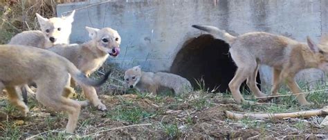 Have You Ever Seen A Coyote Puppy? How About 5 of Them?