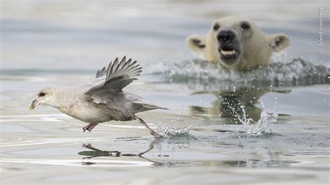 The Peoples Choice Award Wildlife Photographer Of The Year Natural