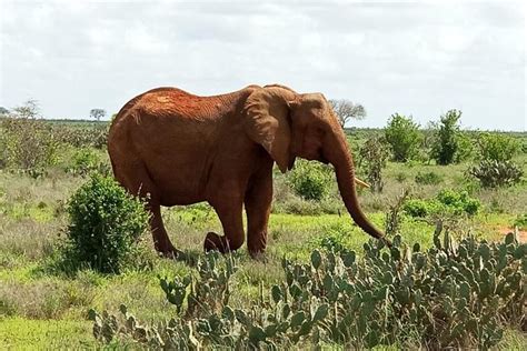 Tripadvisor 1 Daagse Tsavo East Safari Vanaf De Kust Van Kenia