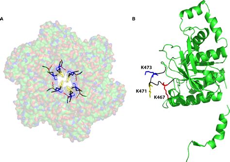 Dna Induced Switch From Independent To Sequential Dttp Hydrolysis In The Bacteriophage T7 Dna