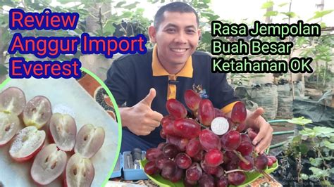 Review Rasa Anggur Import Everest Sensasi Mewah Dalam Tiap Gigitan