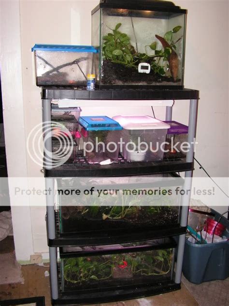 Show your Tank set ups / racks and reptile rooms