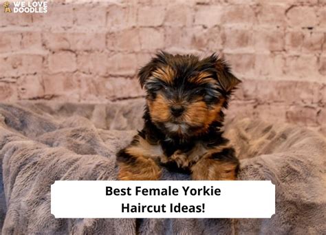 7 Best Female Yorkie Haircut Ideas