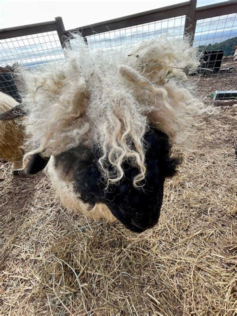 Valais Blacknose Sheep Raw Wool Etsy