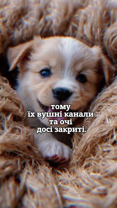 Цікавий факт про Собак №4 #факти #facts #наука #собаки - YouTube