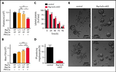 Figure 1 From Functional Redundancy Between RAP1 Isoforms In Murine