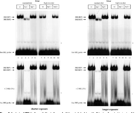 Figure From Electrophoretic Mobility Shift Assay Emsa For The Study