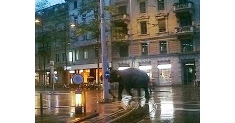 Слоница беглец се разходи из Цюрих