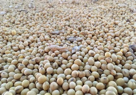 Protein Pinch China S Soybean Imports To Slow Over Rest Of 2021 On Curbed Meal Use Reuters