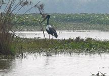 Harike Wetland, Wild Life Sanctuaries, Punjab Bird Sanctuary