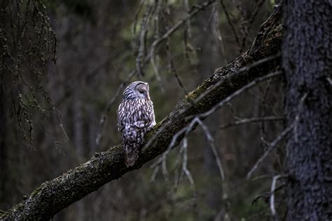 Bird Owl Ural Strix - Free photo on Pixabay