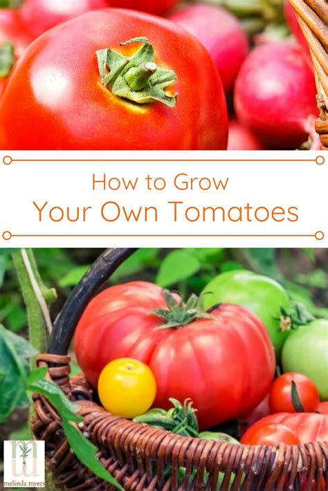 How To Grow Your Own Tomatoes Tomato Garden Fall Garden Vegetables