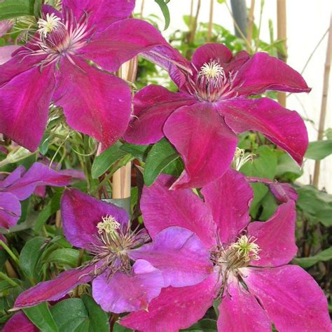 Clematis Huvi Live Plant In A 4 Inch Growers Pot Clematis Huvi