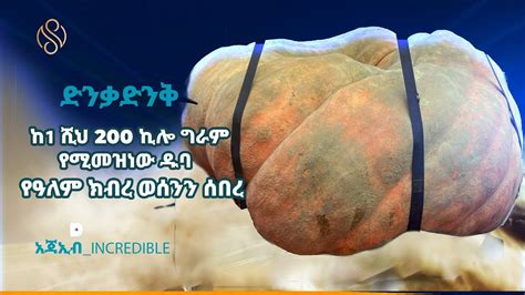 ከ1 ሺህ 200 ኪሎ ግራም የሚመዝነው ዱባ የዓለም ክብረ ወሰንን ሰበረ አጃኢብ INCREDIBLE YouTube