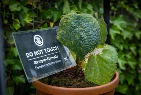 Most Venomous Of All Plants Unveiled At Alnwick Poison Garden In