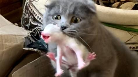 Momma Cat Carries Baby Kitten In Its Teeth Compilation Youtube