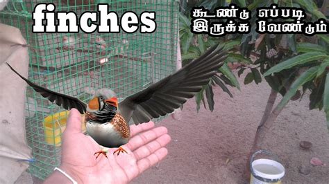 Finches Birds Breeding Cage Setup In Finches Tips And Tricks Tamil