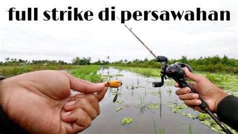 Sensasi Strike Bertubi Tubi Di Persawahan Casting Gabus Snake