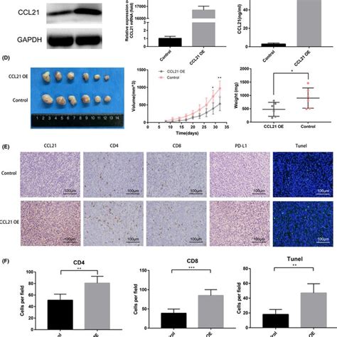 Chemokine Cc Motif Ligand Ccl Promoted T Cell Infiltration As