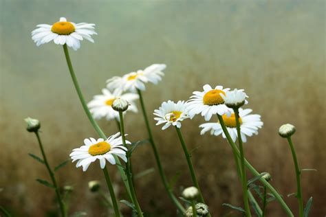 Kostenlose foto Natur Gras blühen Weiß Feld Wiese Prärie