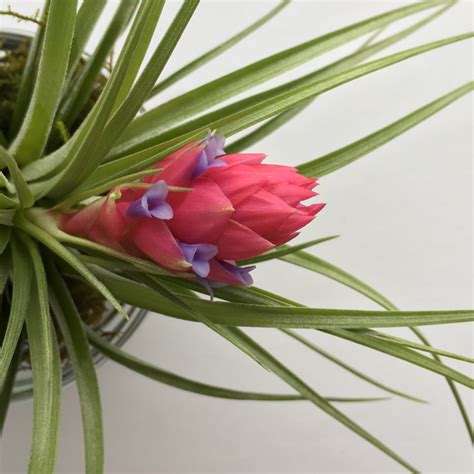 Air Plant Growth Cycle Modern Air Plants