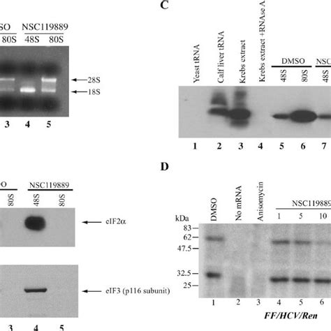 Schematic Representation Of Initiation Factor Dependent Hcv Ires Driven