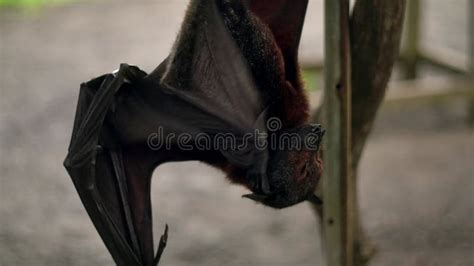 Fruit Bat or Flying Fox - Pteropus Giganteus. Tourist Zone in Bali ...