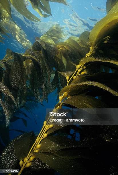 kelp hijau foto stok  gambar  kelp california kelp