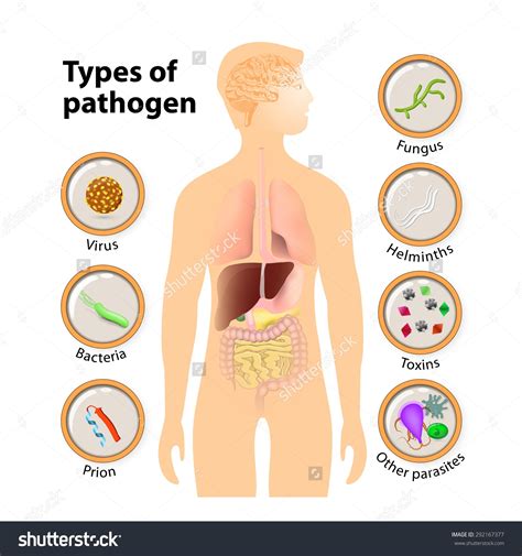 Human Microbiome The Role Of Microbes In Human Health 118 Plays