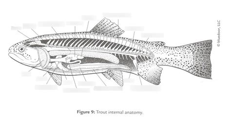 Trout Internal Anatomy Diagram Quizlet